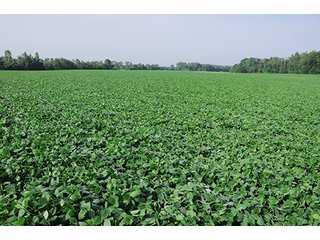 80+/- Acres with 76+/- acres of productive tillable farmland. - Productive Tillable Farmland